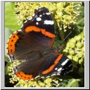 Vanessa atalanta - Admiral 01 wien-a.jpg